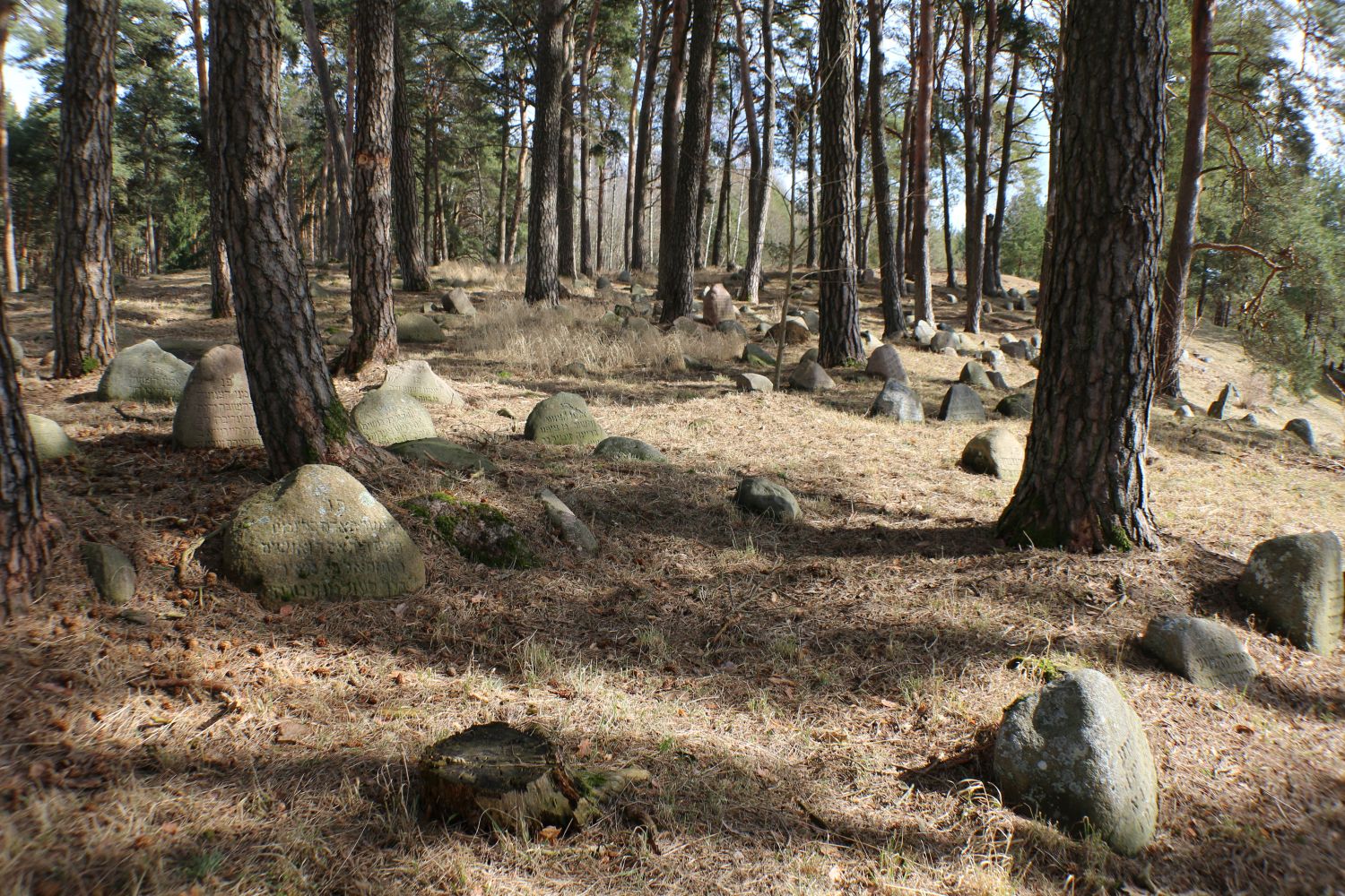 Szczegółowy układ kamieni tworzących pierścień w pradawnym kręgu megalitycznym